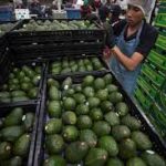 Costa Rica reactiva la importación del aguacate